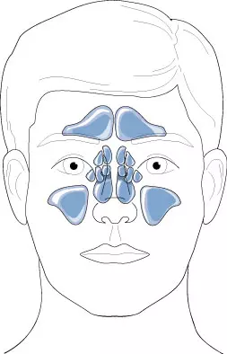 Sinuses